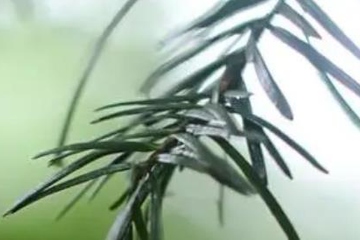 清明节去上坟的各种禁忌