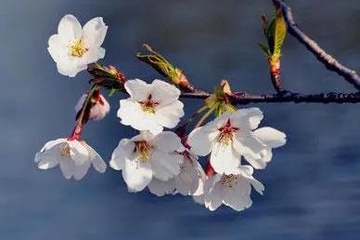 网上祭祀平台哪个最好,网上祭祀平台哪个正规