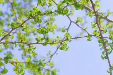 网上祭祀平台哪个最好,网上祭祀平台哪个正规