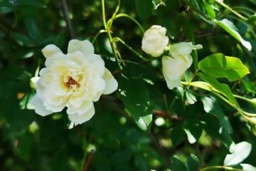 清明节必须回家祭祖吗