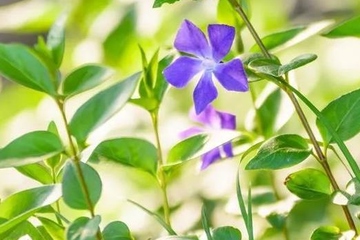 清明节必须回家祭祖吗