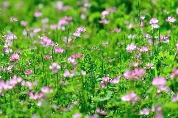 网上清明节扫墓,今年清明网上扫墓怎样做