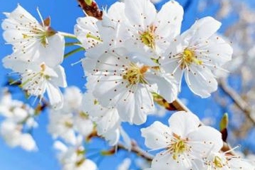 网上清明节扫墓,今年清明网上扫墓怎样做