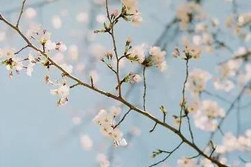 网上清明节扫墓,今年清明网上扫墓怎样做