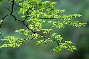 网上祭扫先烈,清明节网上祭奠先烈