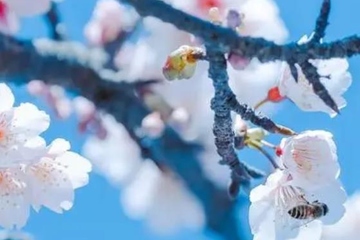 网上祭扫先烈,清明节网上祭奠先烈