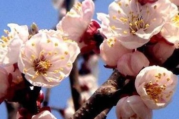 网上祭扫先烈,清明节网上祭奠先烈