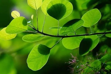 网上祭扫先烈,清明节网上祭奠先烈