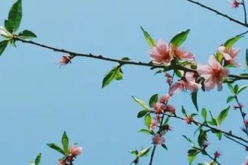 网上怎样祭奠父母,网上如何悼念已故老人