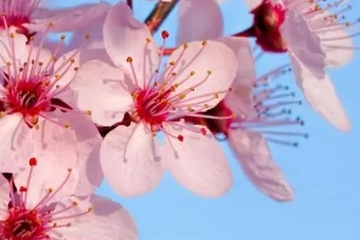 网上怎样祭奠父母,网上如何悼念已故老人