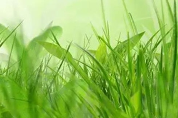 网上怎样祭奠父母,网上如何悼念已故老人