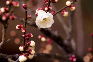 最好的网上祭奠平台,网上祭祀平台哪个正规