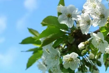 最好的网上祭奠平台,网上祭祀平台哪个正规