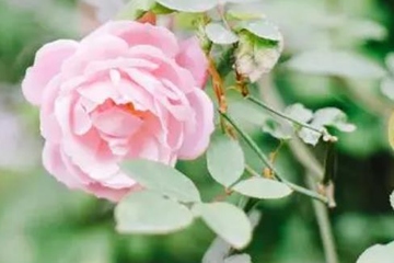 网上祭扫怎么弄,网上祭拜怎么祭拜