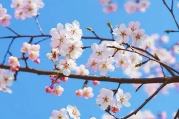 网上祭扫怎么弄,网上祭拜怎么祭拜