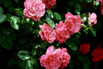 网上祭扫怎么弄,网上祭拜怎么祭拜