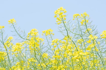 网上祭扫怎么弄,网上祭拜怎么祭拜