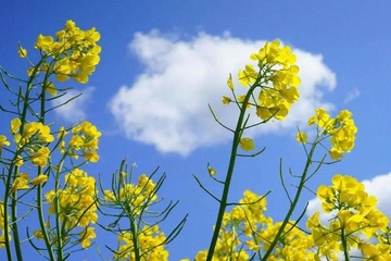 如何在网上祭奠故去的亲人,怎样在微信上祭奠朋友