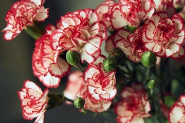 母亲节给母亲的祝福语,母亲节给妈妈的节日祝福