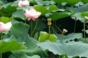 端午节快乐的祝福语,祝福端午节快乐的句子