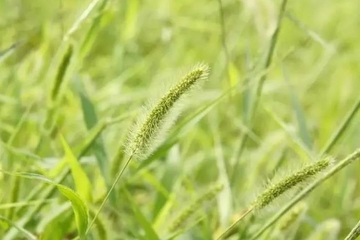 2024年端午节是星期几,2024端午节放假几天