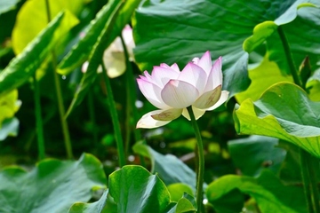 2024年端午节是星期几,2024端午节放假几天