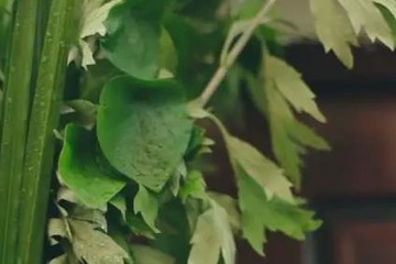 端午节安康祝福语,端午安康祝福语简短