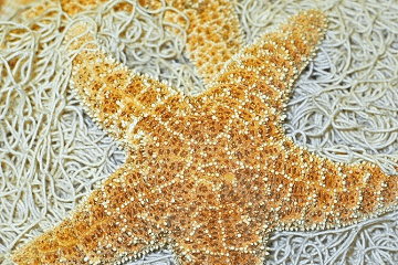 对逝者的哀思短句