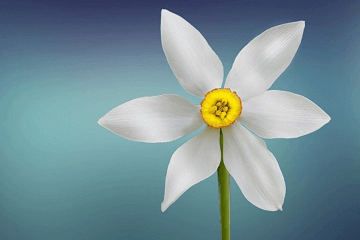 忌日是下葬那天还是死亡那天