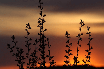 除夕风俗有哪些传统