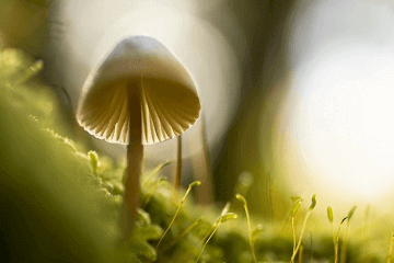 吊唁的钱叫什么,吊唁的钱怎么包