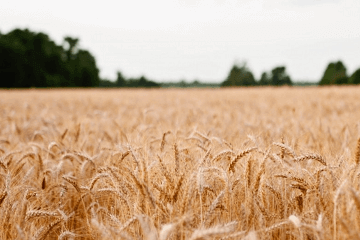 墓志铭存在的意义