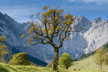 讣告有什么讲究和作用