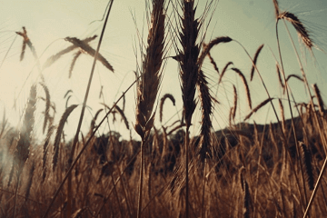 悼词一般会写哪些内容