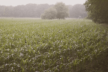 碑文需要标点符号吗